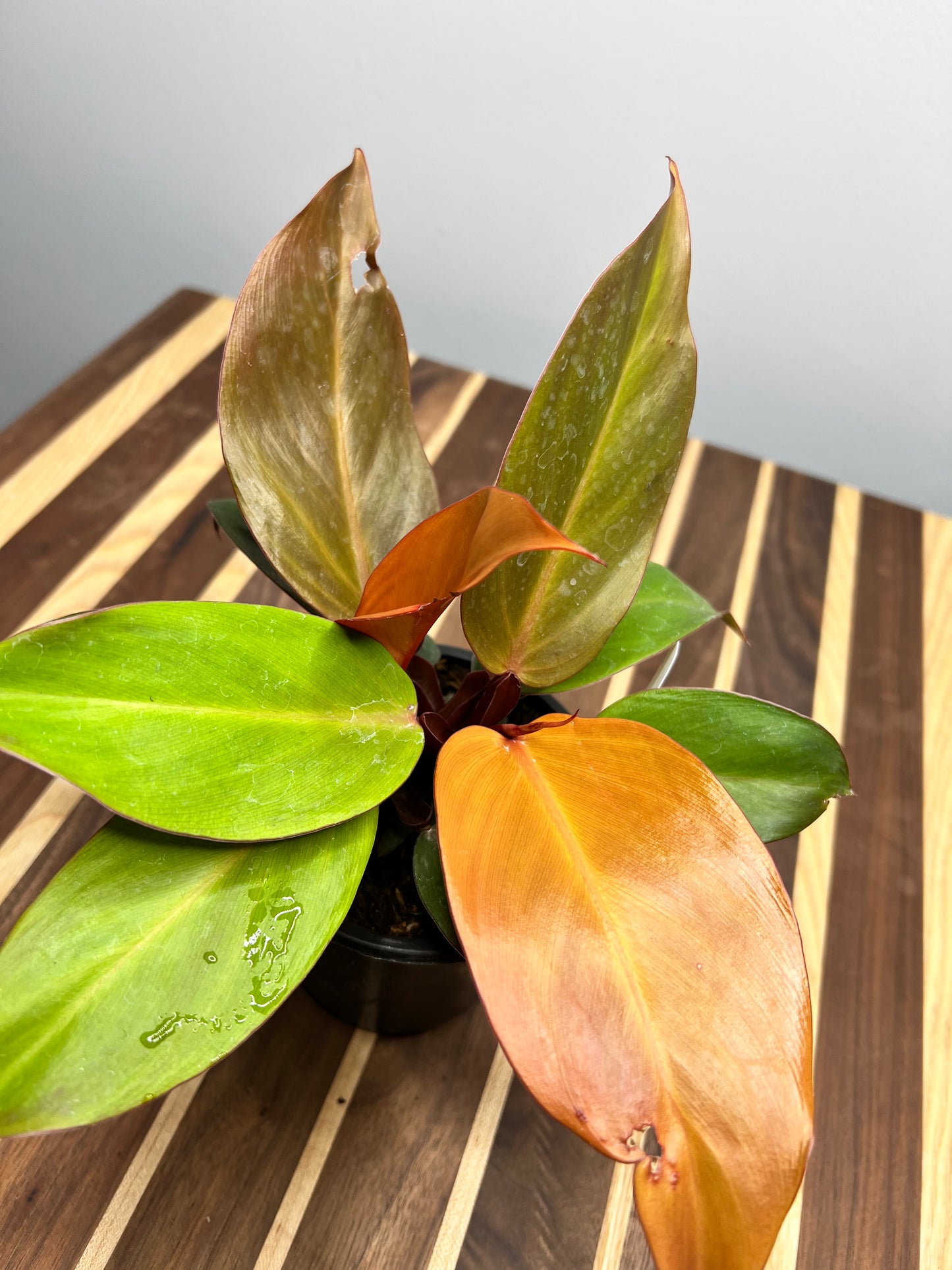 Philodendron McColley’s Finale 4”