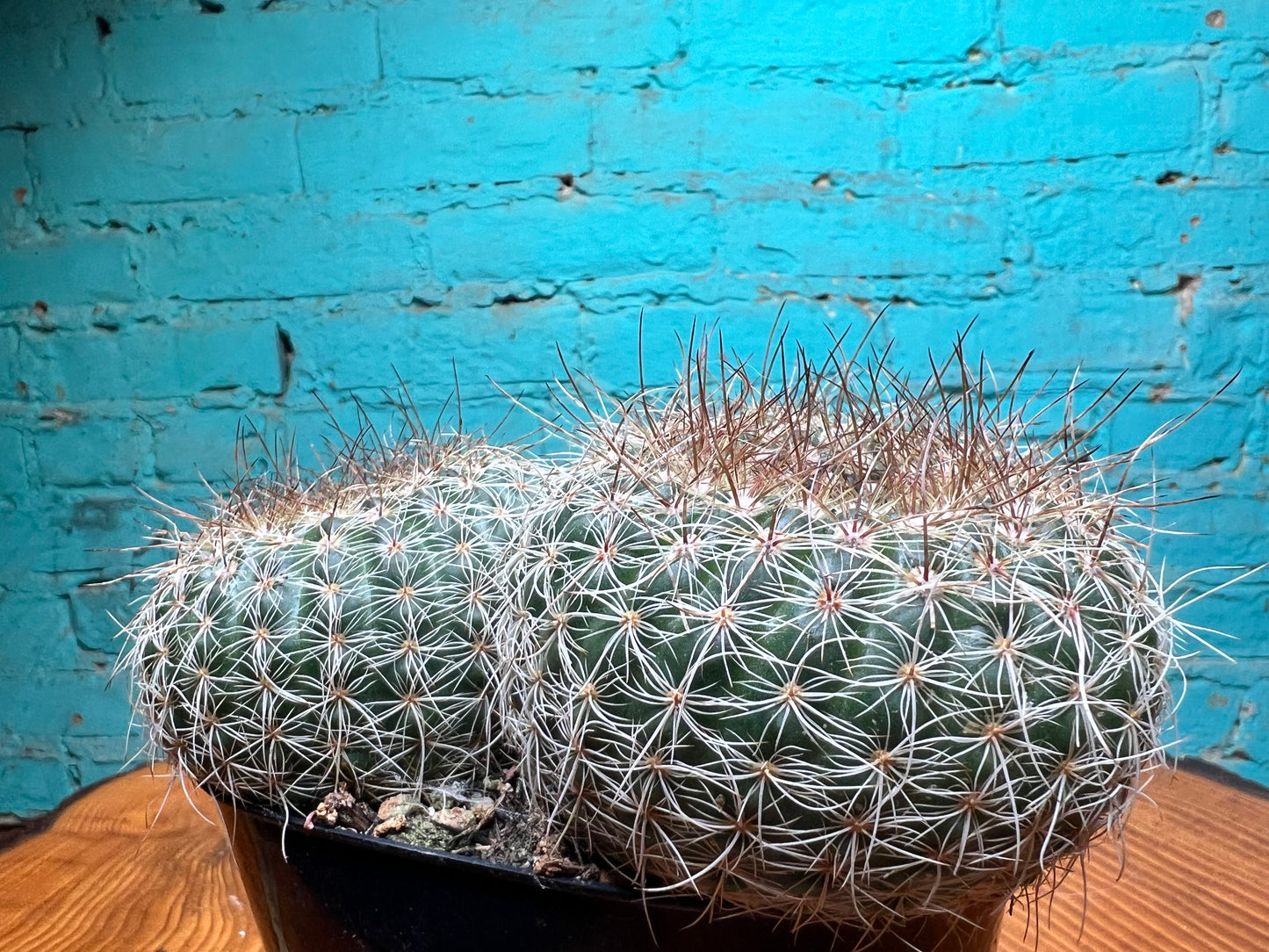Nolocactus Elegans cactus 6”