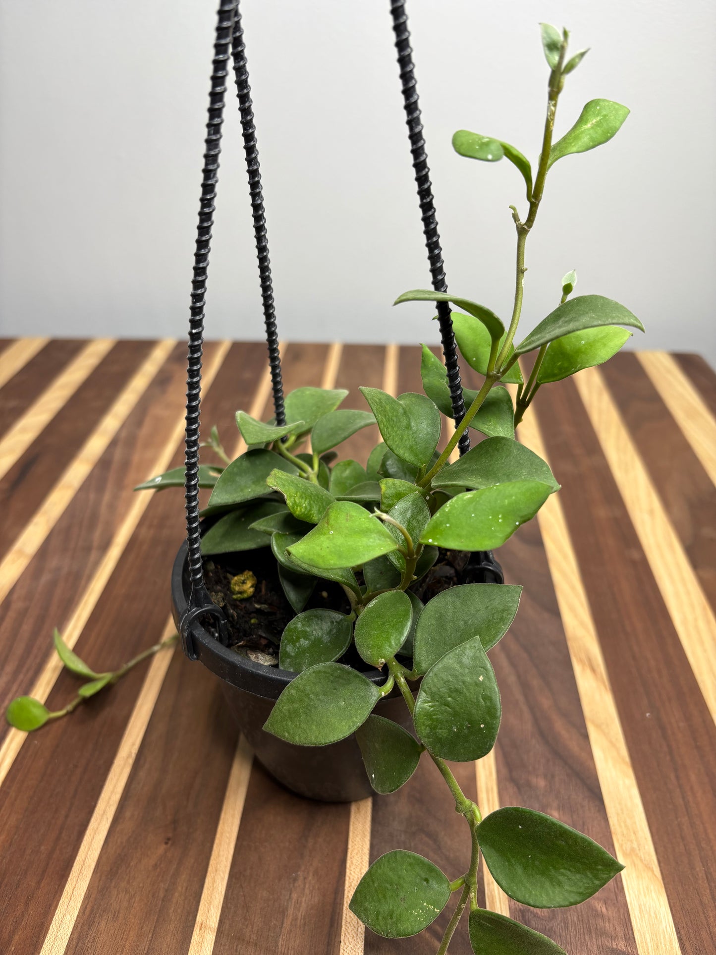 Hoya Nummularioides basket