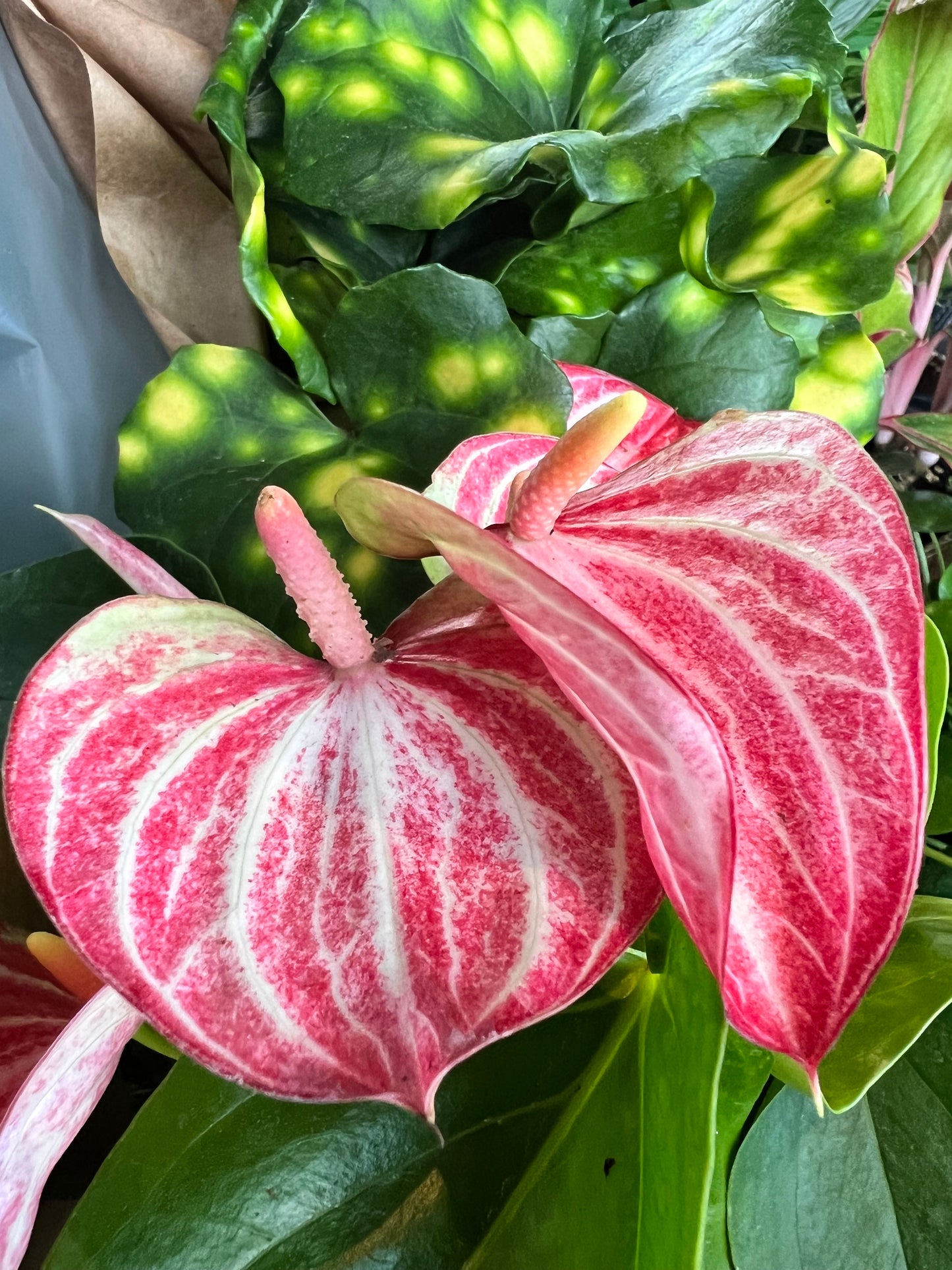 Anthurium 4”