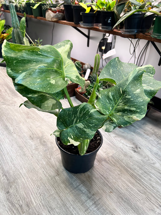 Thai Constellation 8”