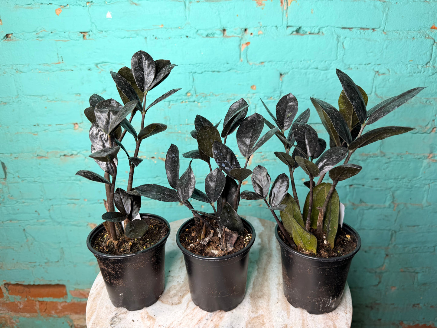ZZ Plant ‘Super Nova’