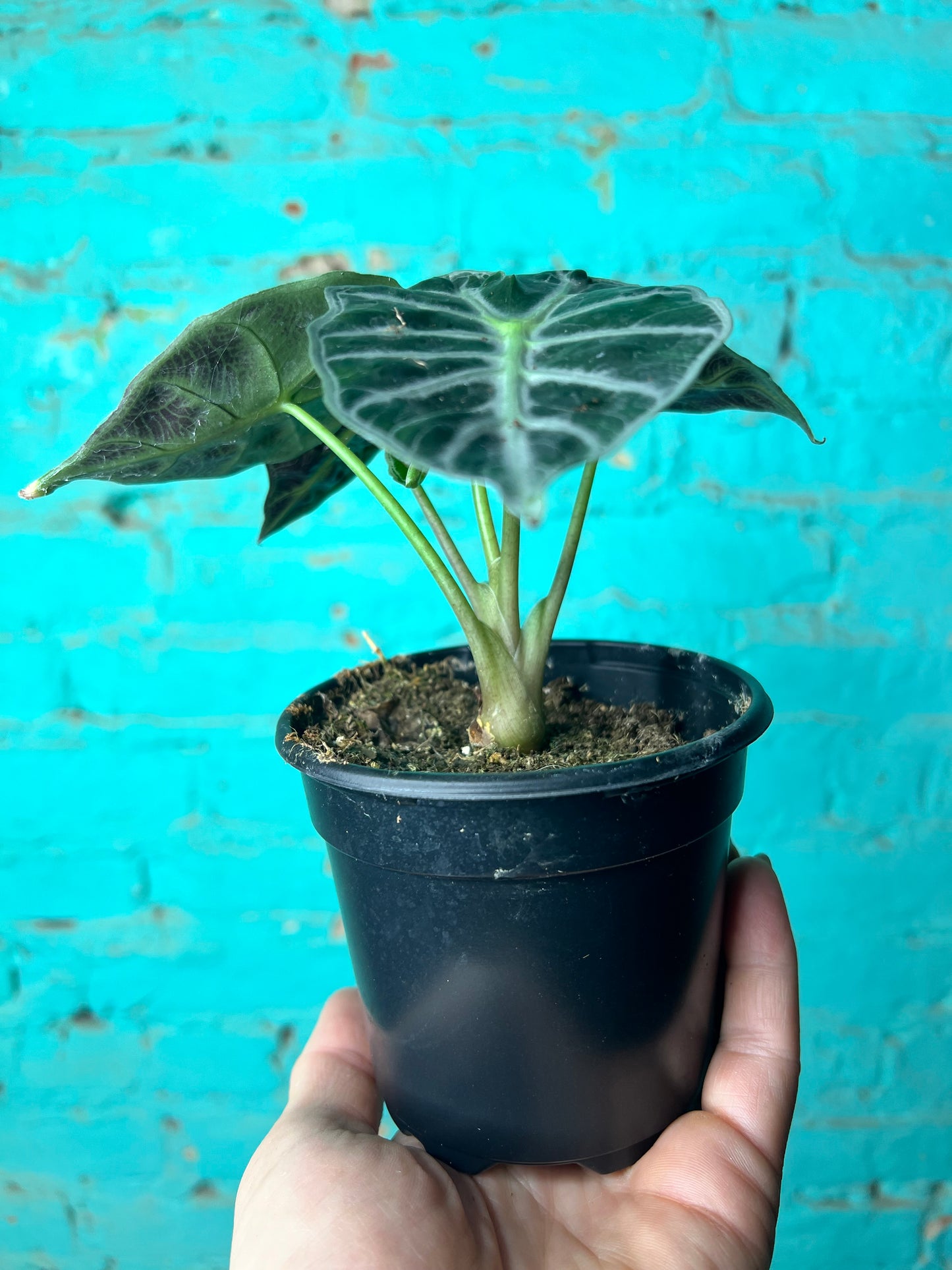 Alocasia Madalay 4”