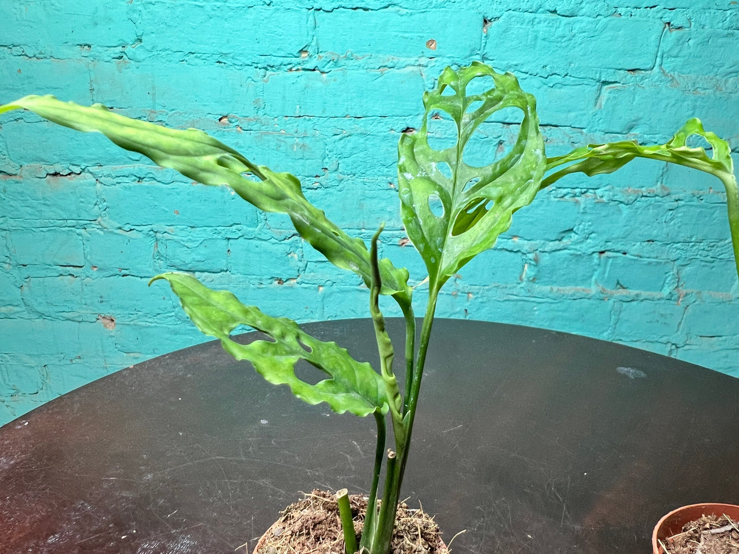Monstera Oblique 4”