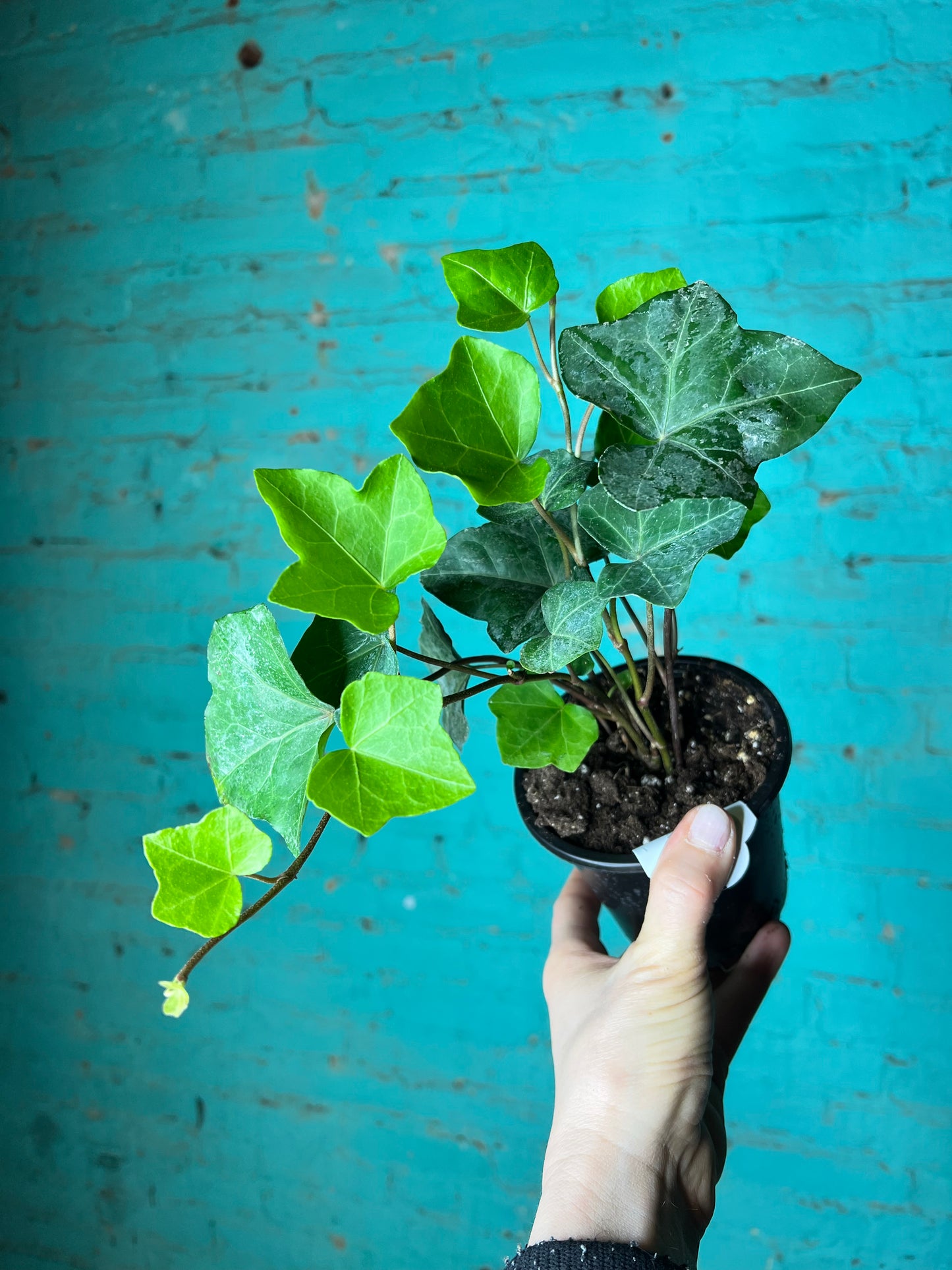 Hedera Algerian Ivy 4”