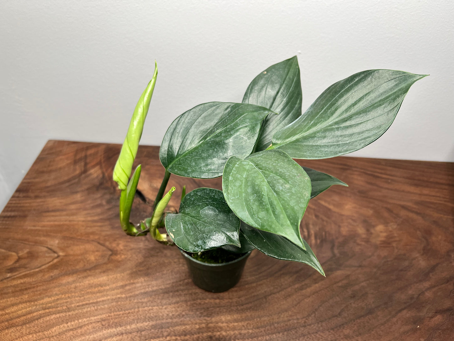 Rhaphidora Decursiva/Dragon Tail 4”