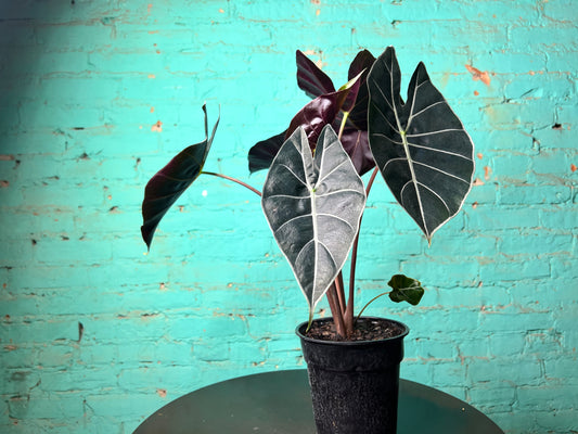 Alocasia Dragons Tooth Longiloba
6”