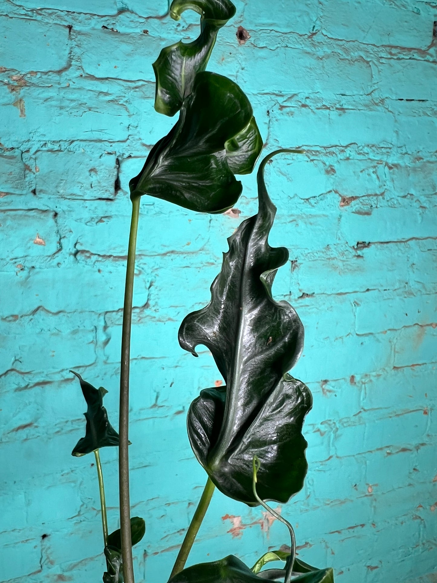 Alocasia Teletubble 4”