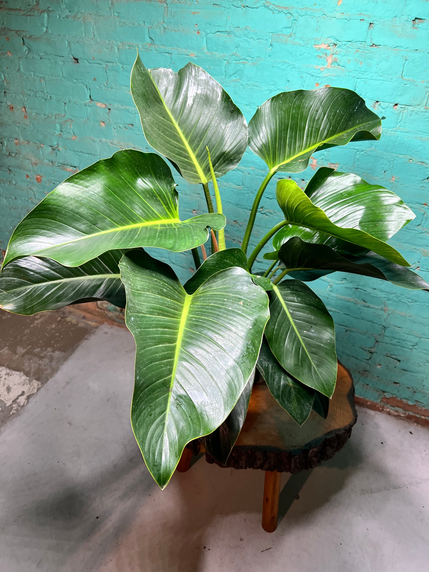 Philodendron Congo 10”