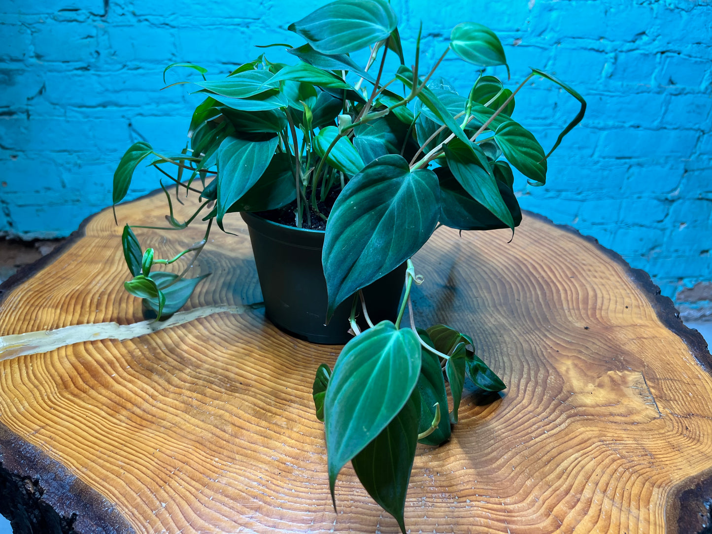 Philodendron Mican 6”