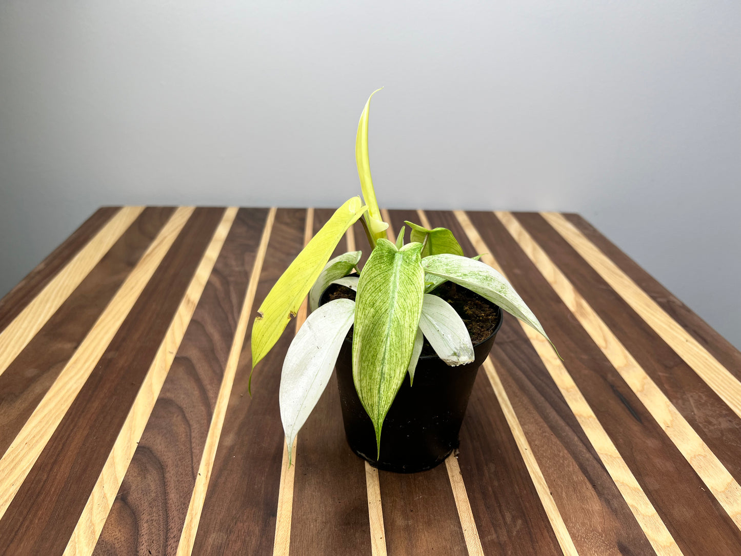 Philodendron- Florida Ghost 4”