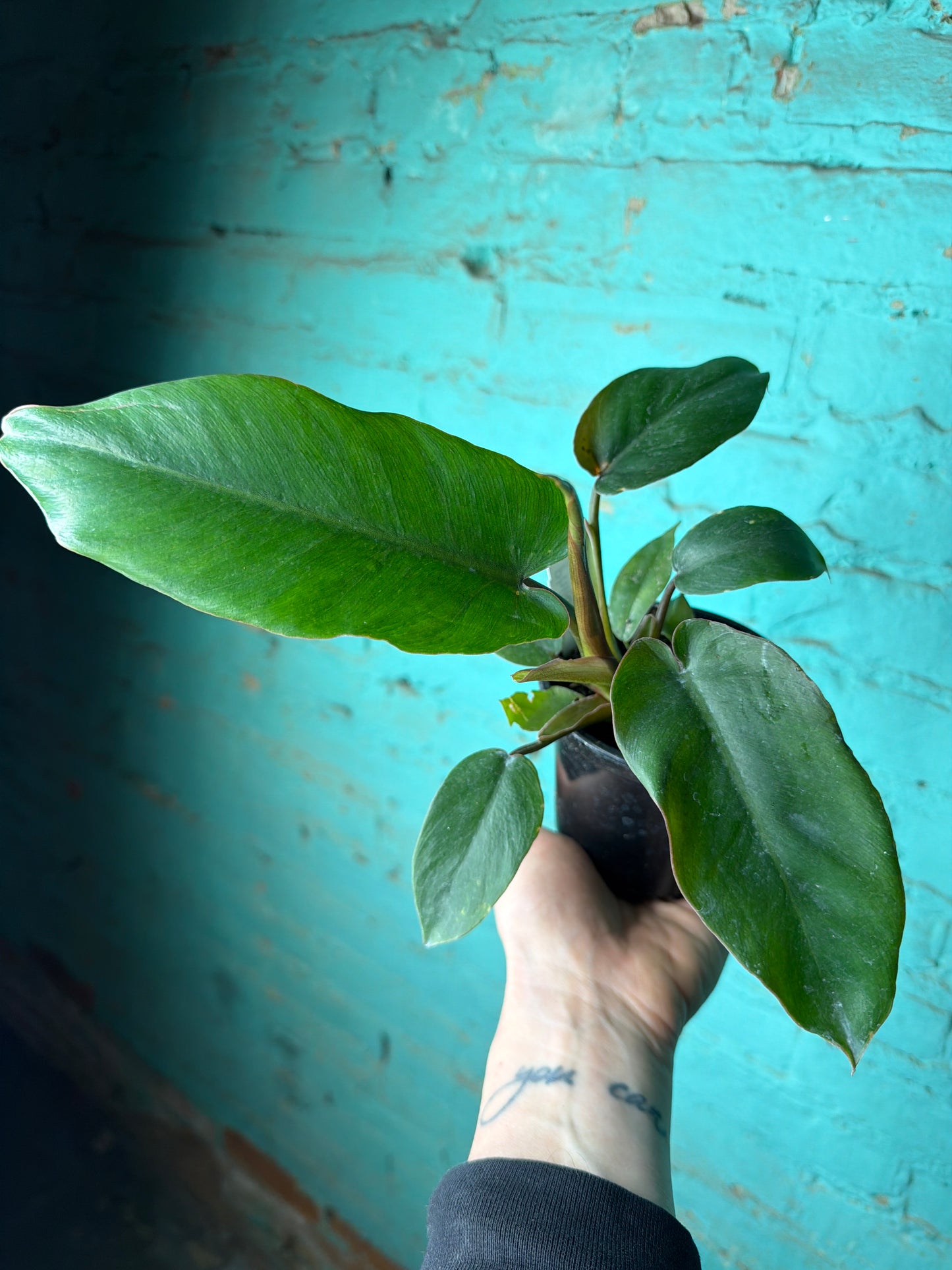 Philodendron Jungle Fever 4”