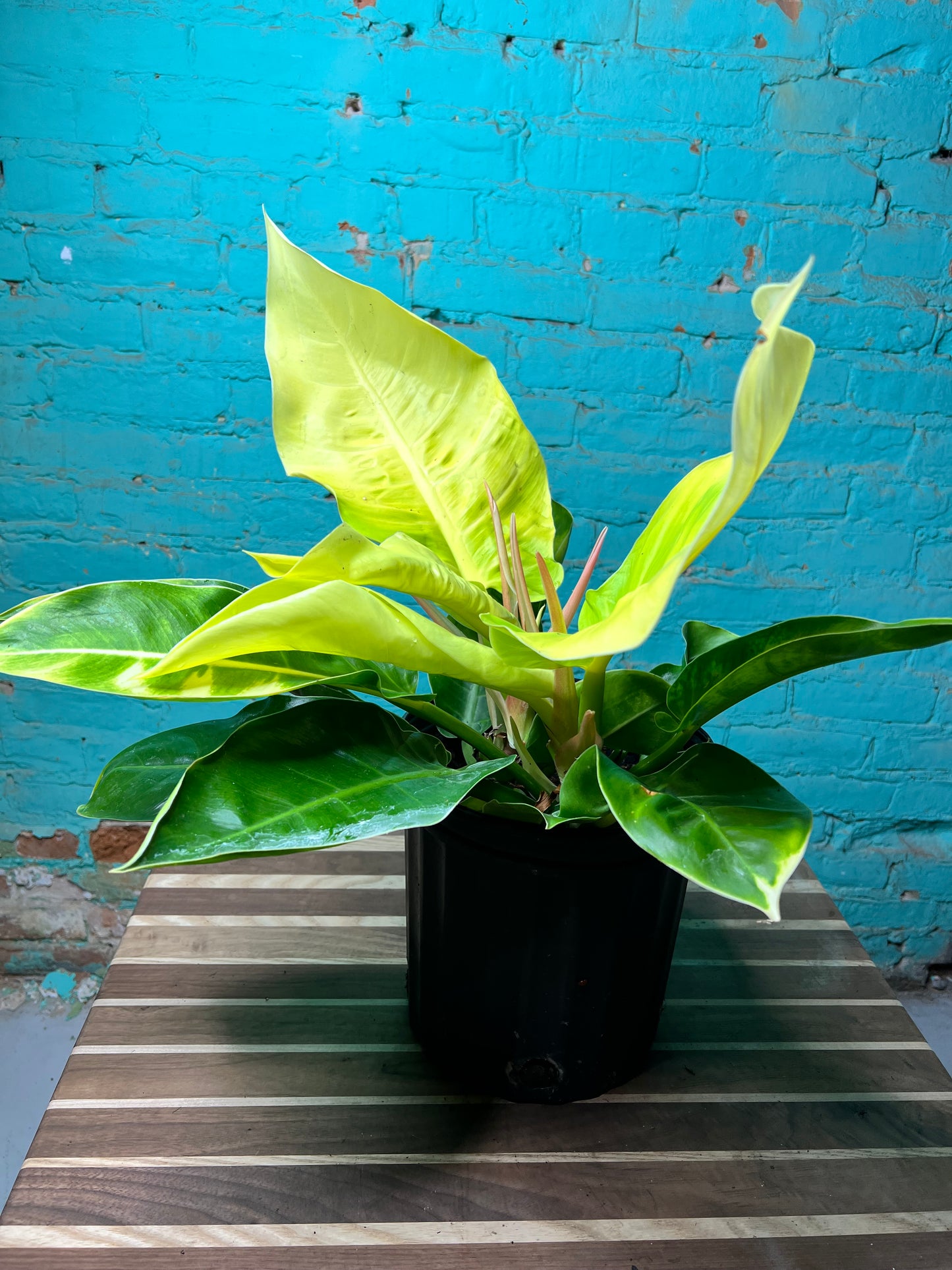 Philodendron Moonlight 10”
