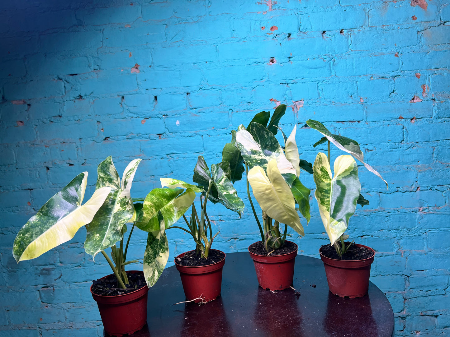 Philodendron Burle Marx Variegated 4”