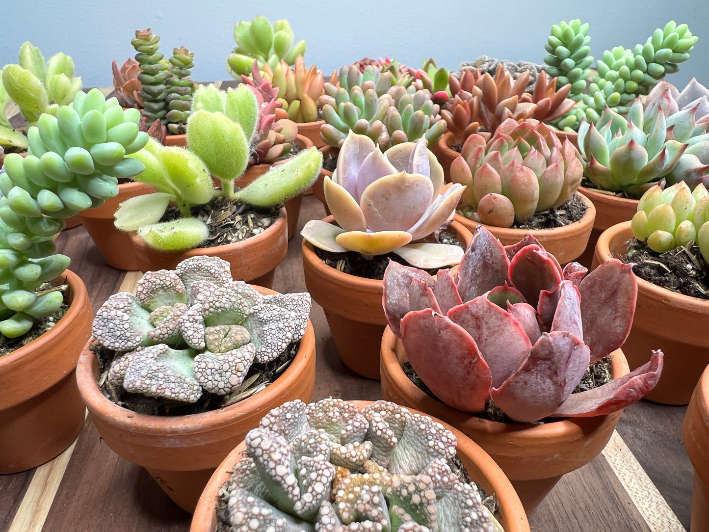 Succulent 1” clay