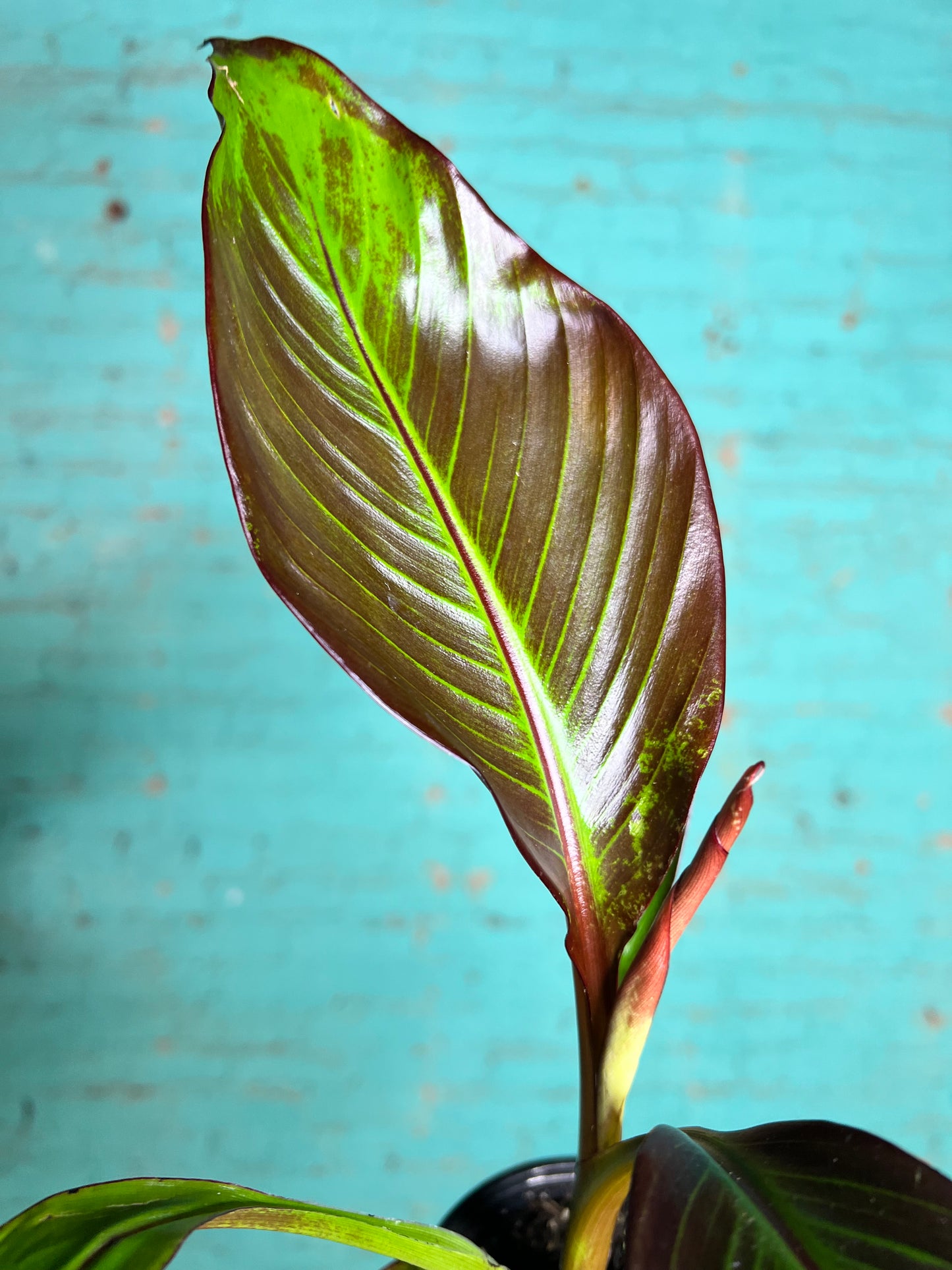 Ensete Mau 4” (Red Banana)