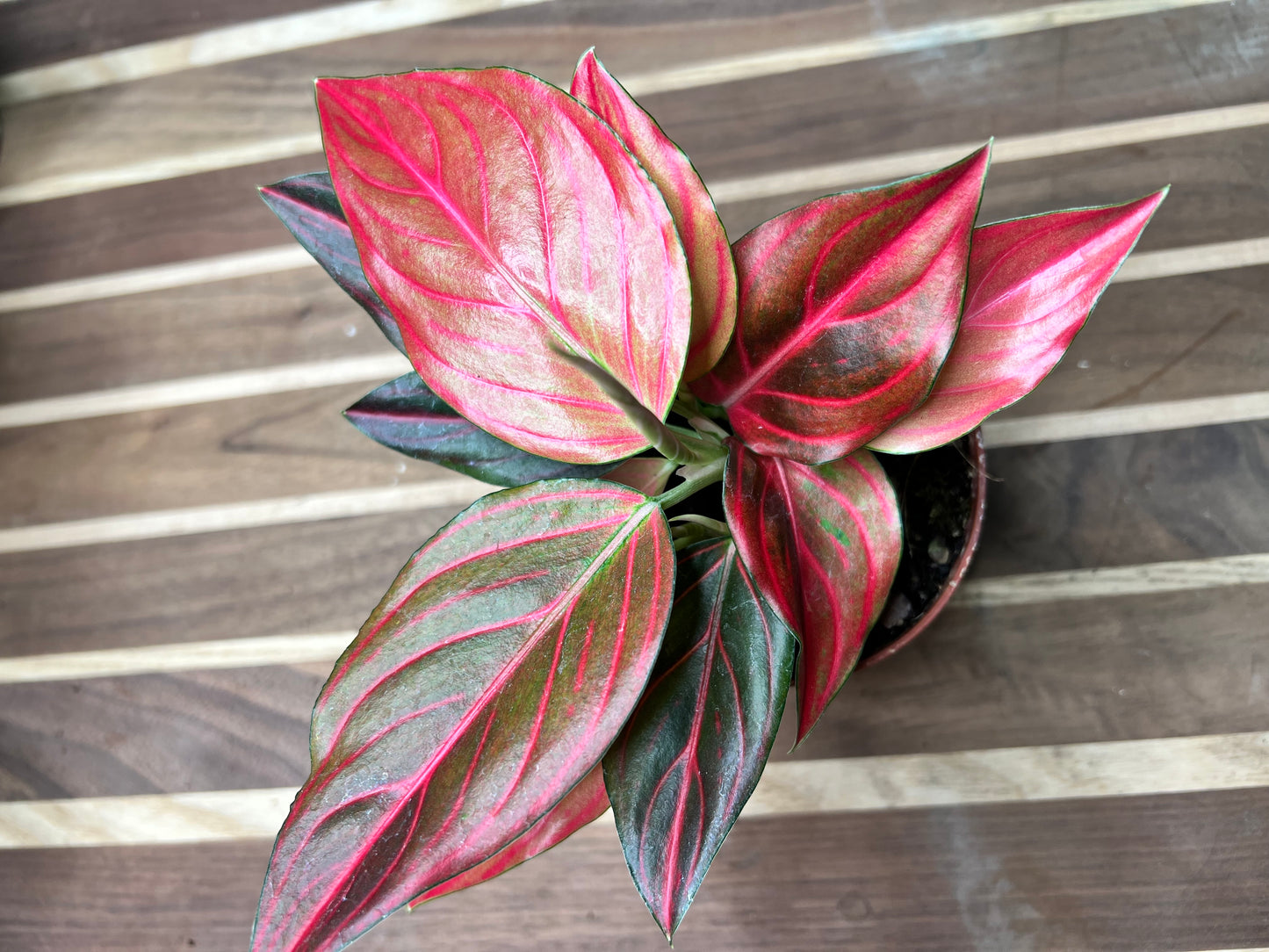 Aglaonema Rotunda Red tiger Variegated 4” (each)