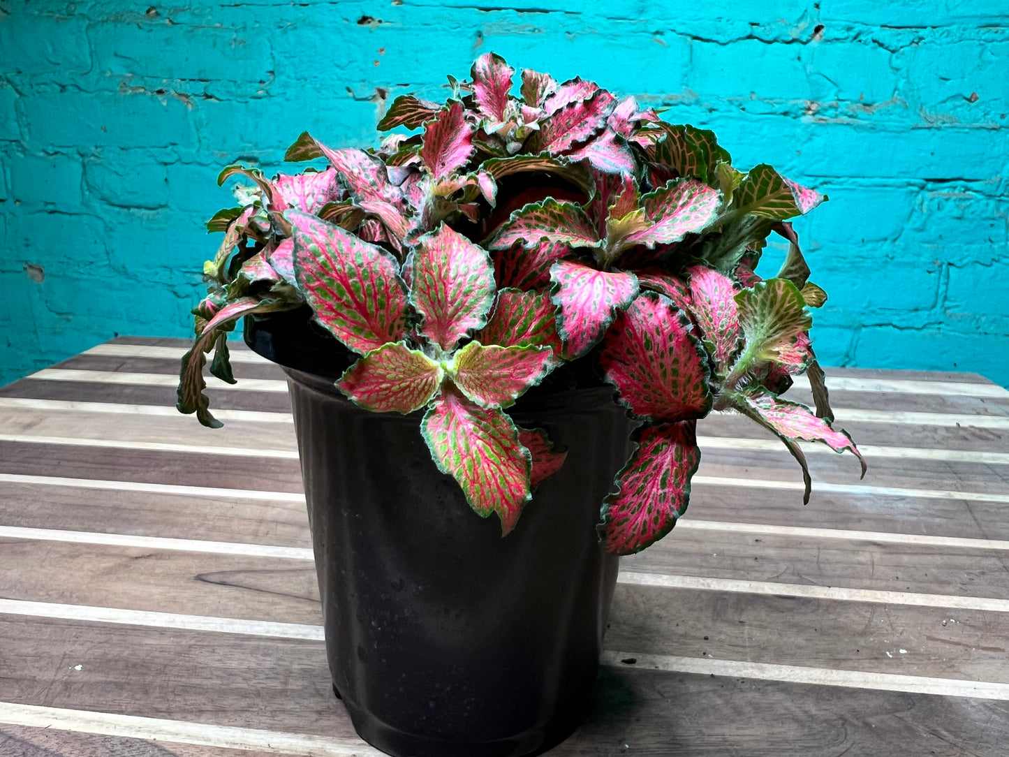 Fittonia Verschsffeltii Forest Flame 4”