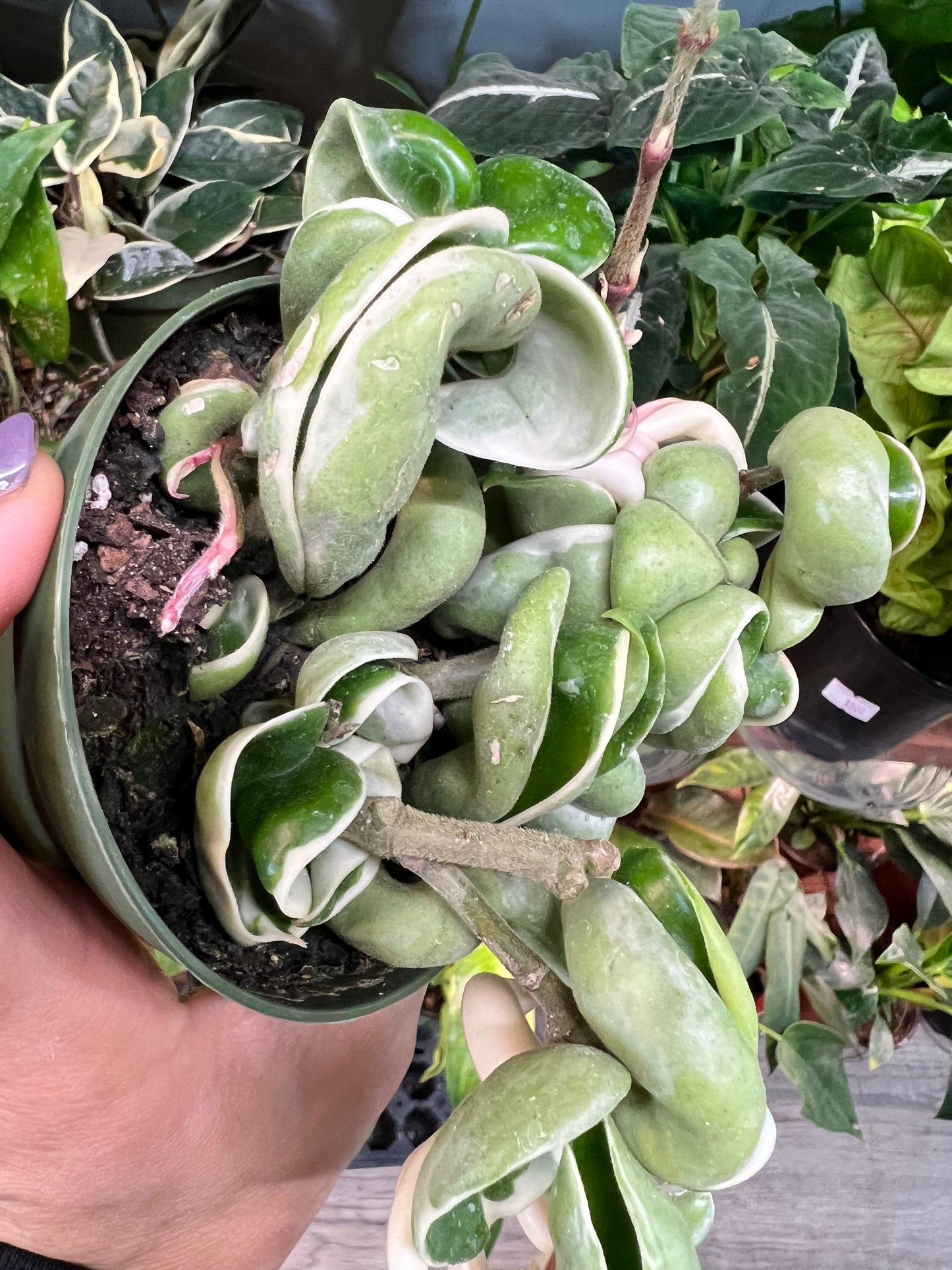 Hoya compacta Variegated
