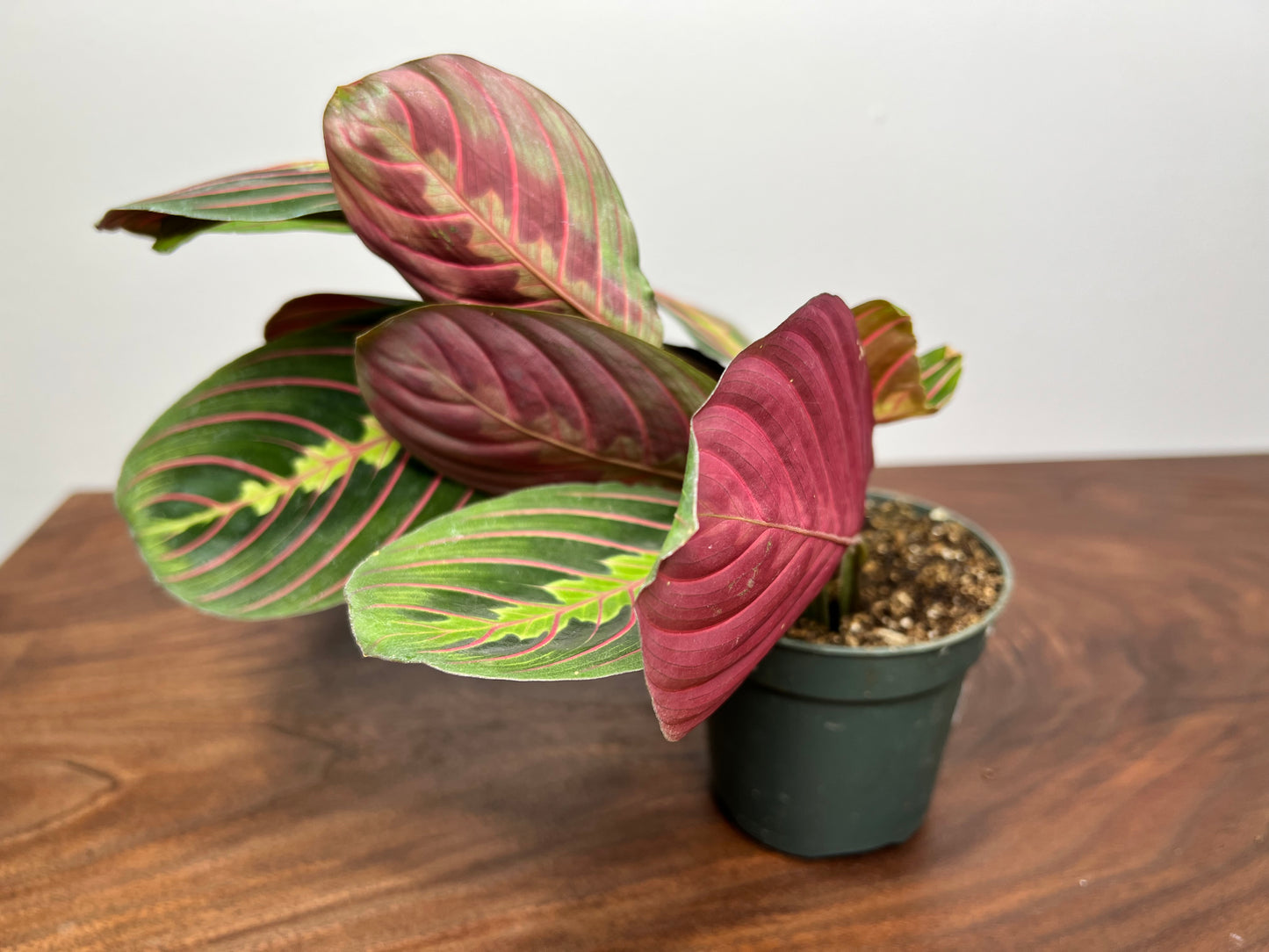 Maranta prayer plant 4”