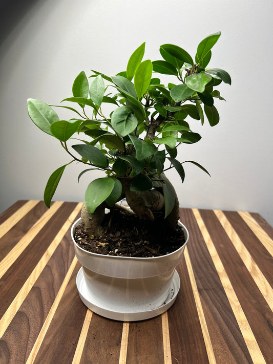 Ficus microcarpa Bonsai