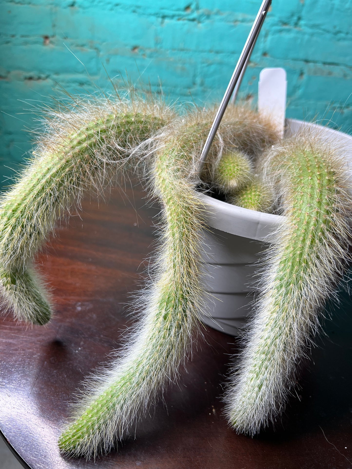 Monkey Tail Cactus 8” basket