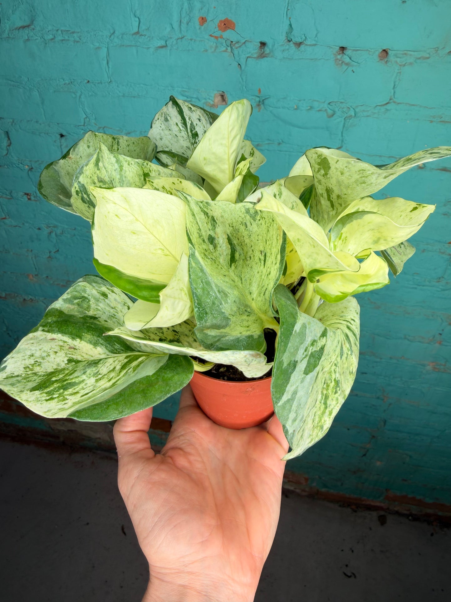 Manjula Pothos 4”