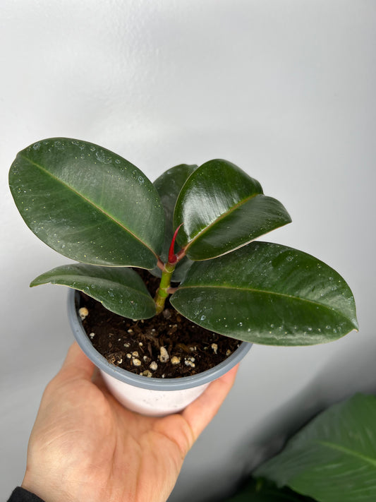 Rubber Tree-burgandy