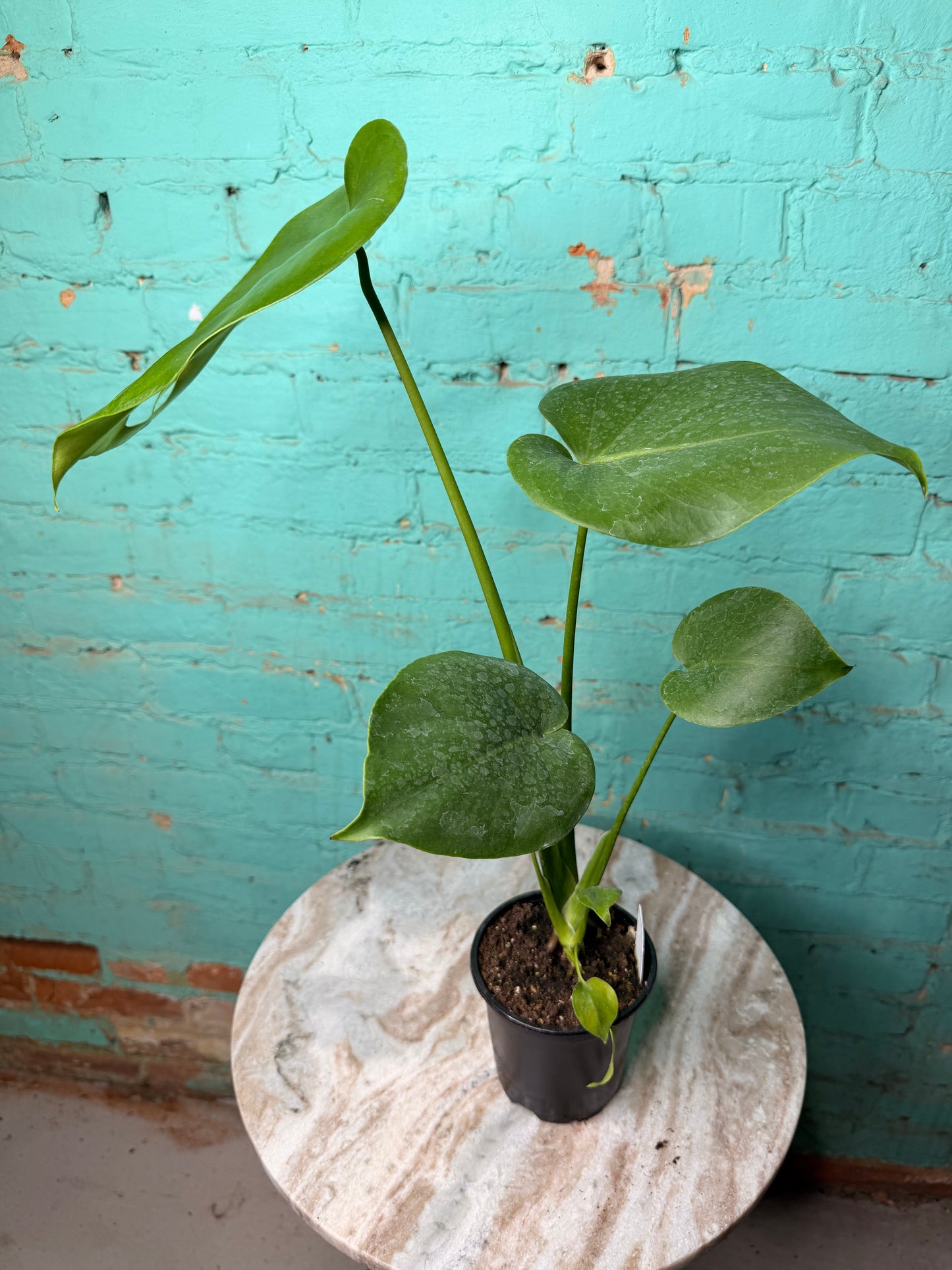 Monstera Deliciosa 4”