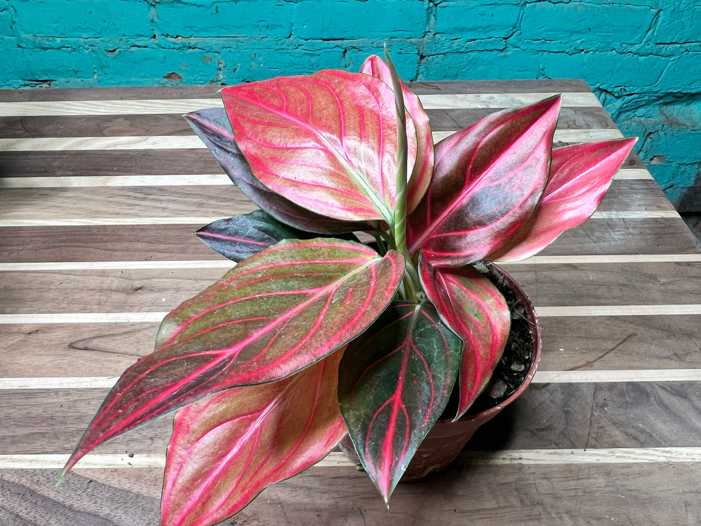 Aglaonema Rotunda Red tiger Variegated 4” (each)