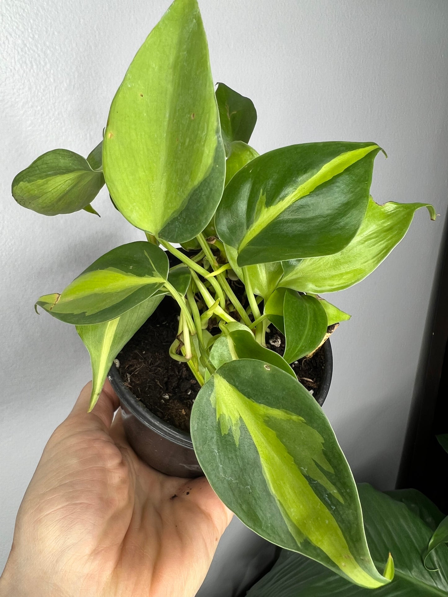 Philodendron Brasil