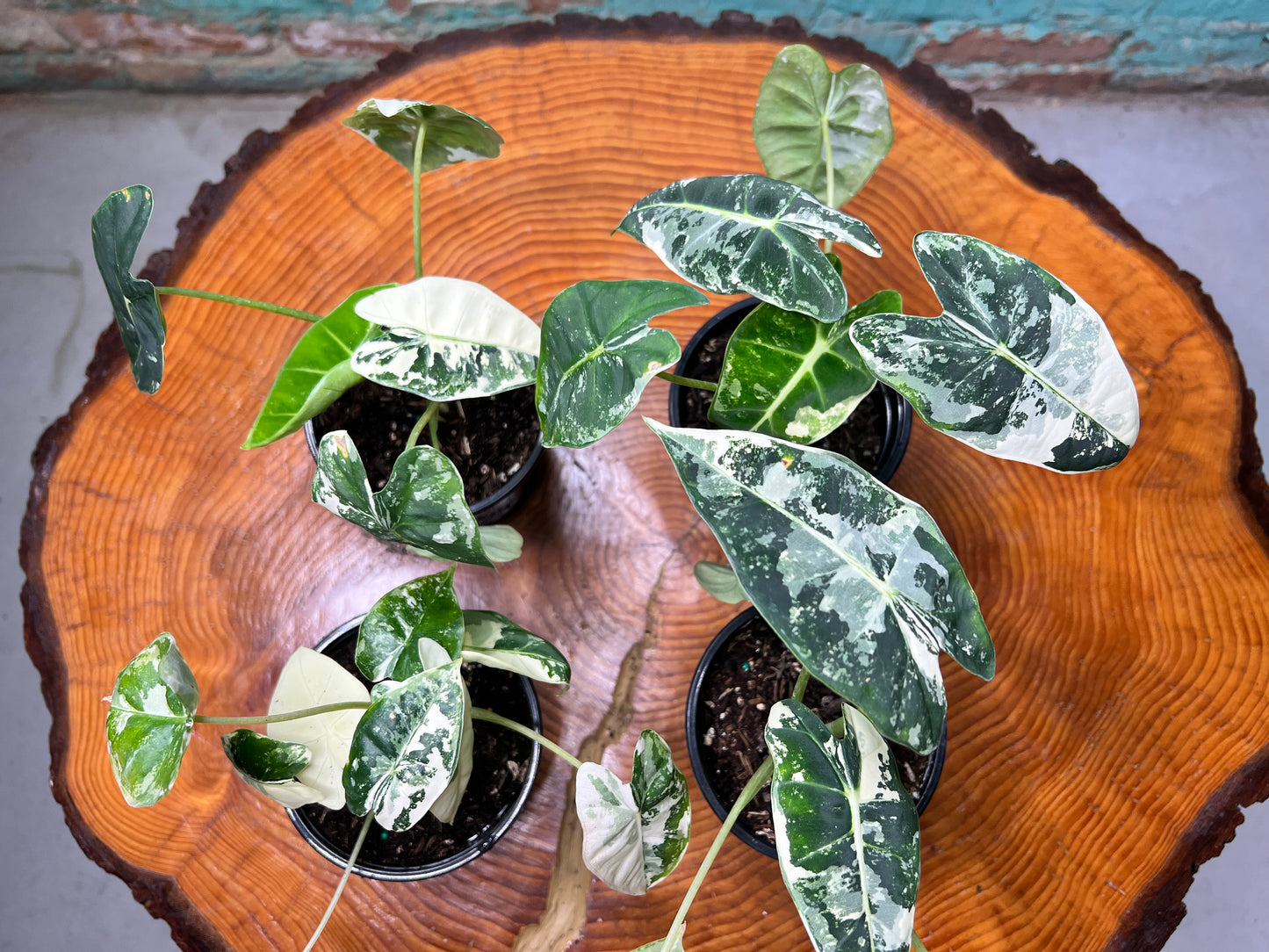 Alocasia Frydrek Variegated 4”