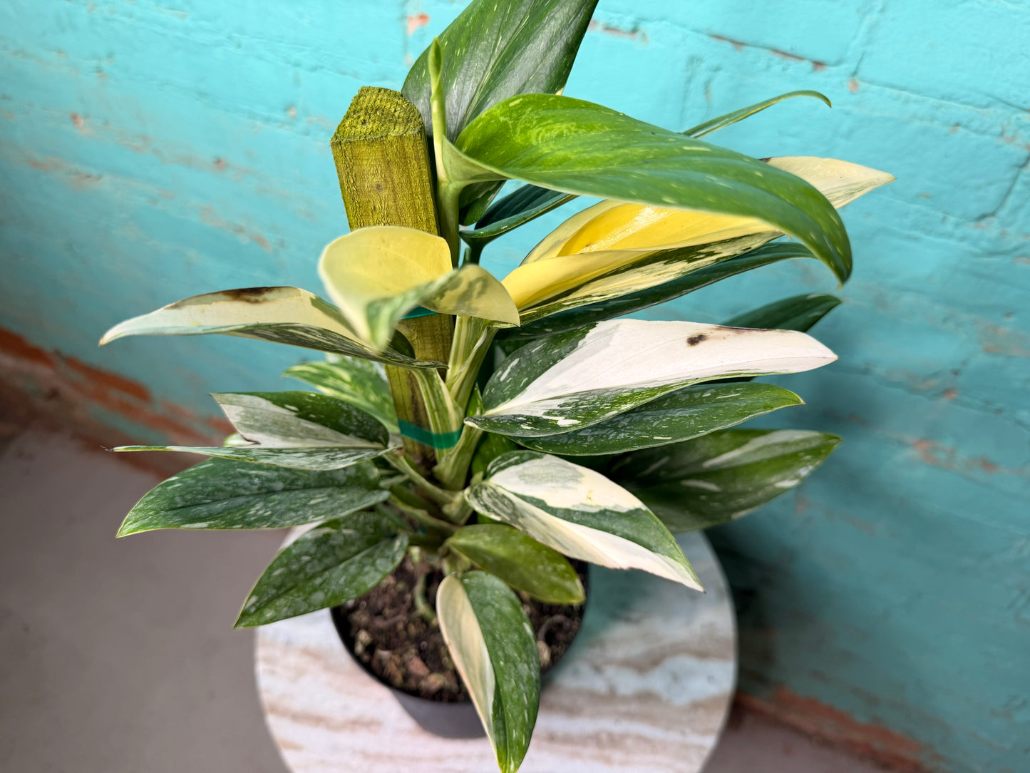 Monstera Standleyana Variegated Totem 6”