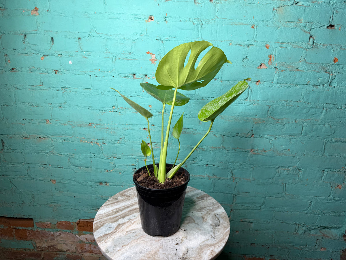 Monstera Deliciosa Golden Compacta 6”