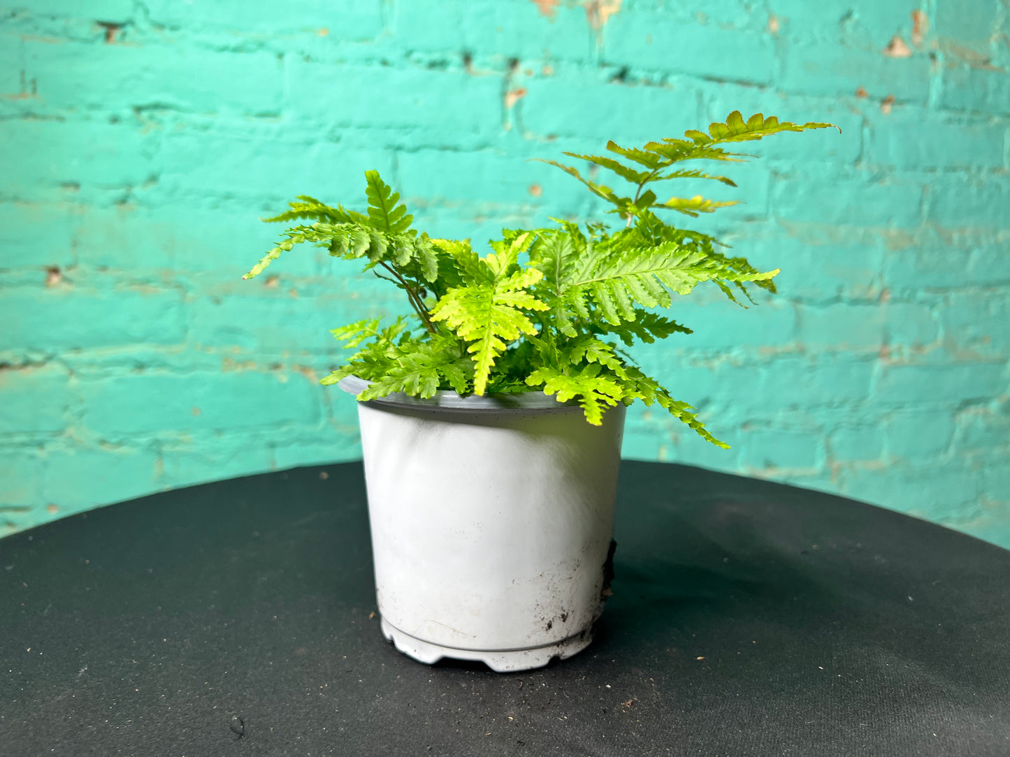 Autumn Fern 4”