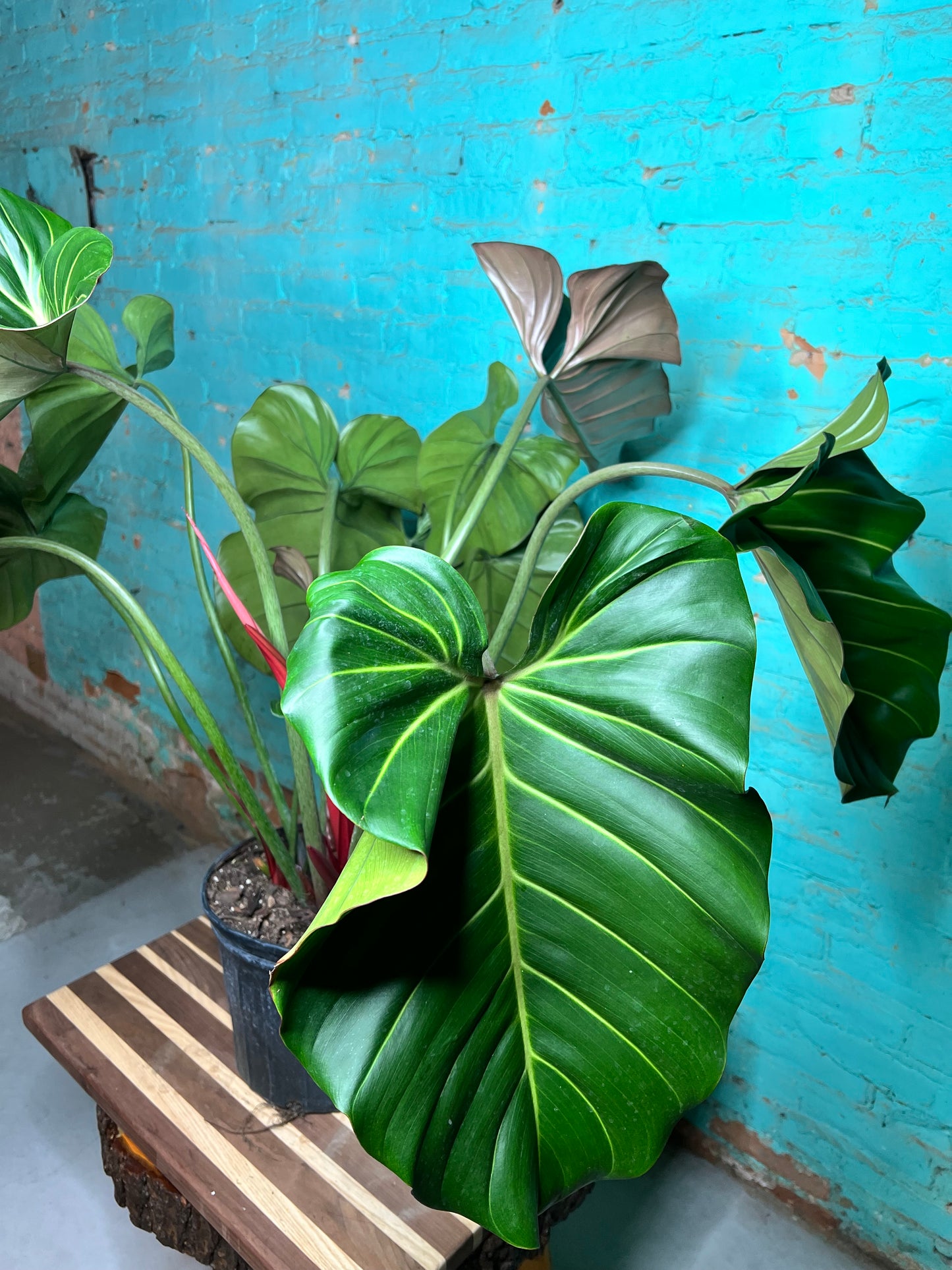 Philodendron Summer Glory 10”