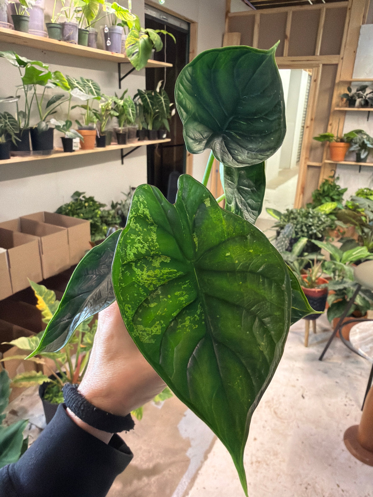 Alocasia Dragon Scale Mint 4”