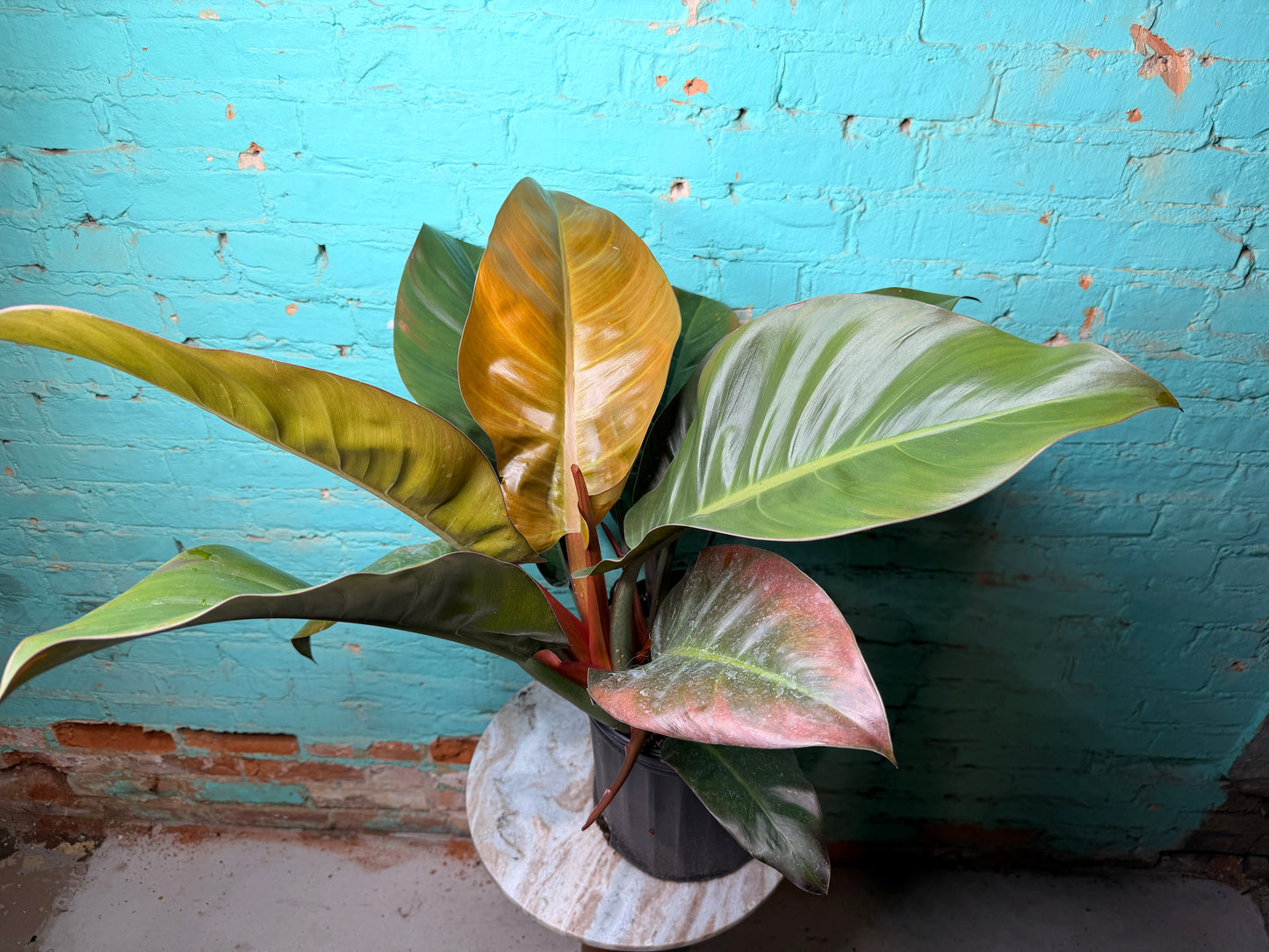 Philodendron Imperial Red 10”