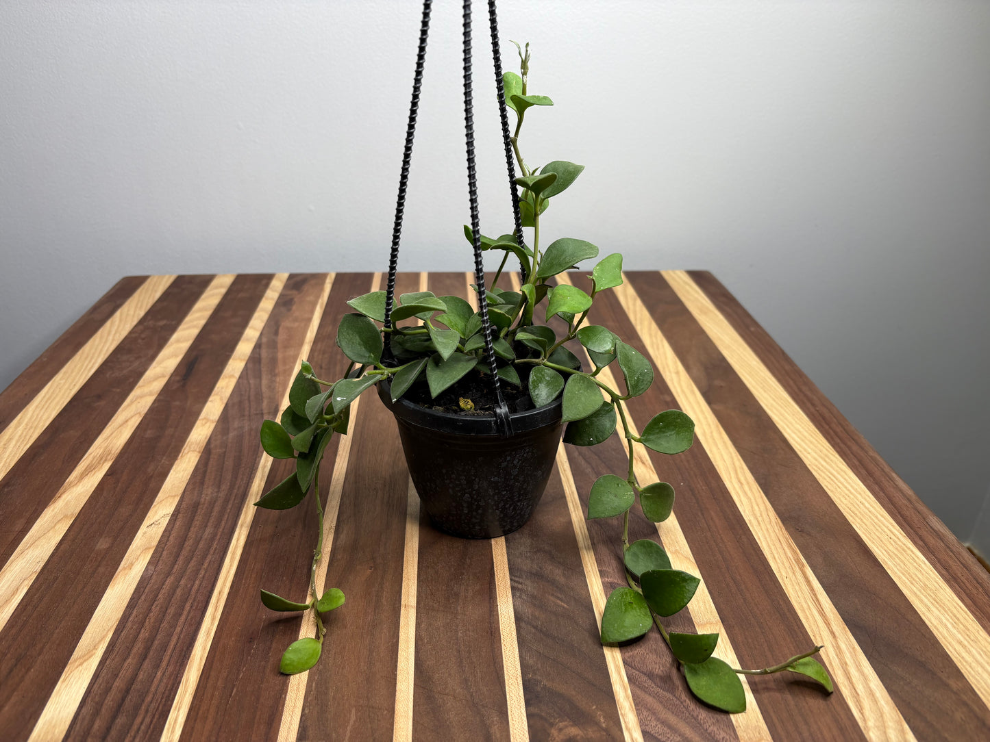 Hoya Nummularioides basket