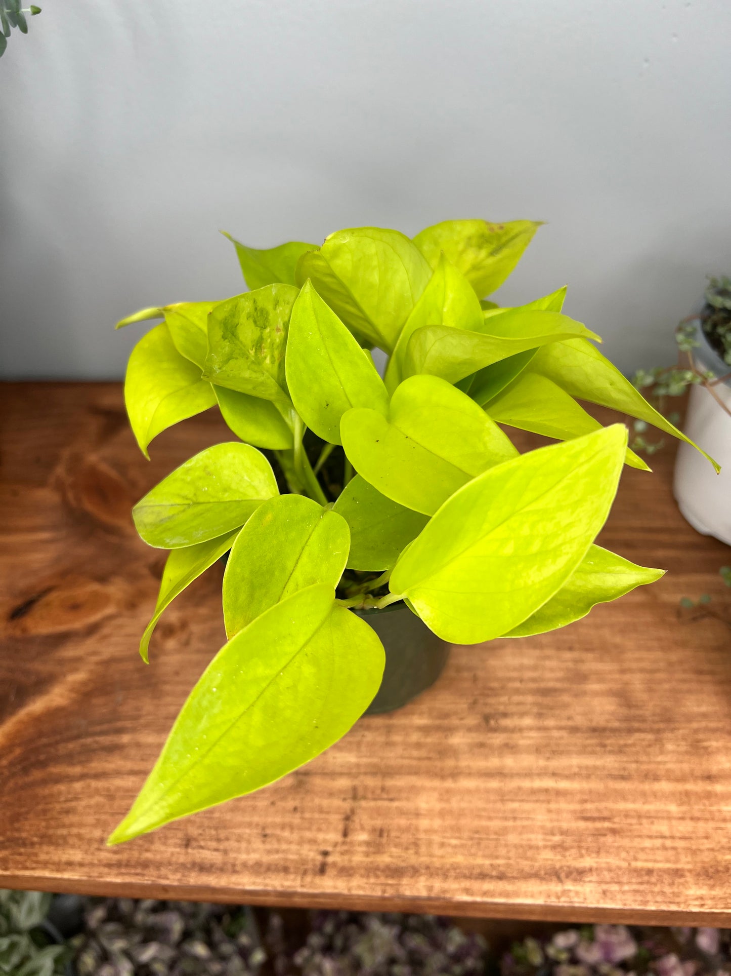 Neon Pothos 4”