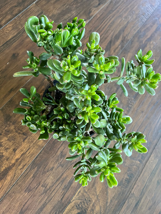 Jade 6”