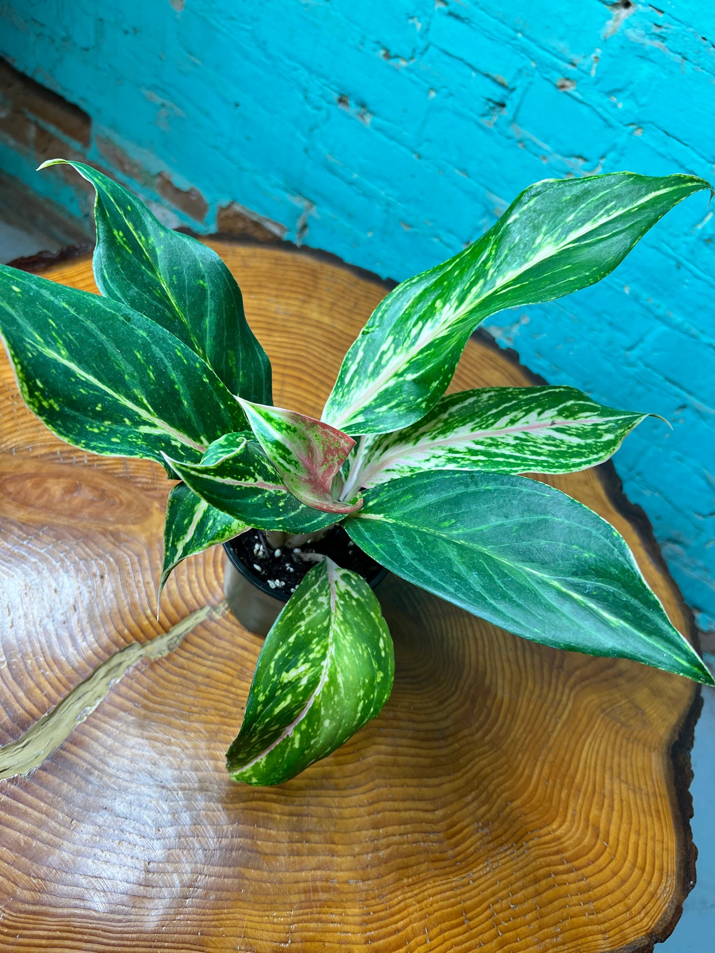 Aglaonema- pink splash 4”