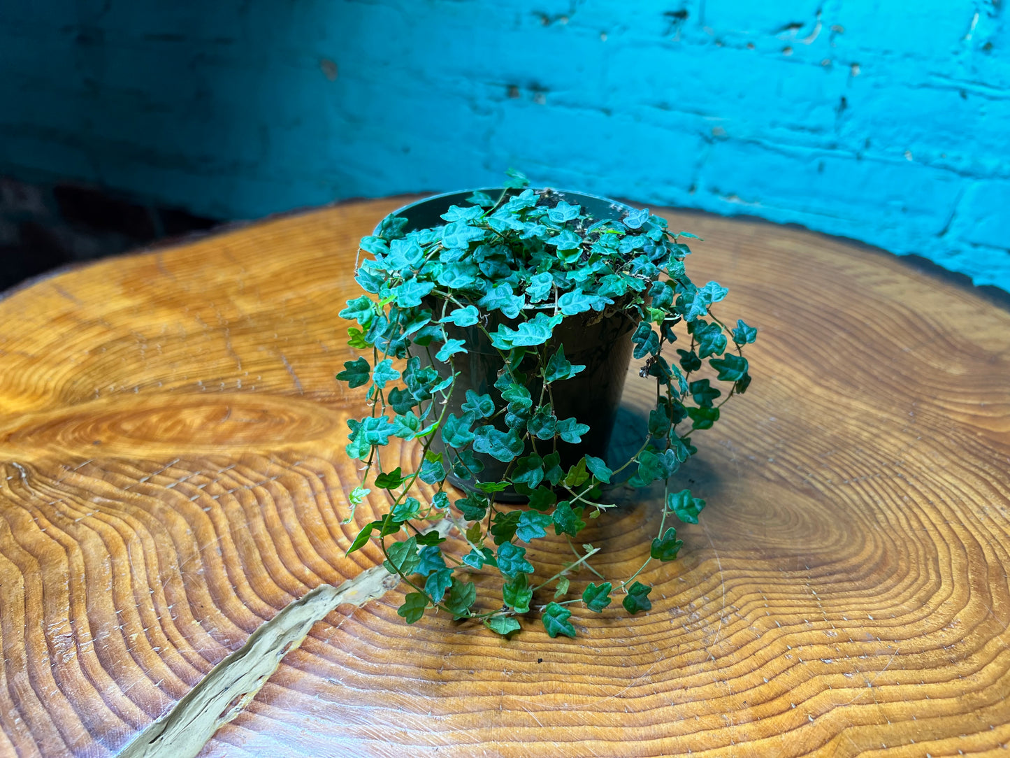 String of Frogs- oak leaves 4”