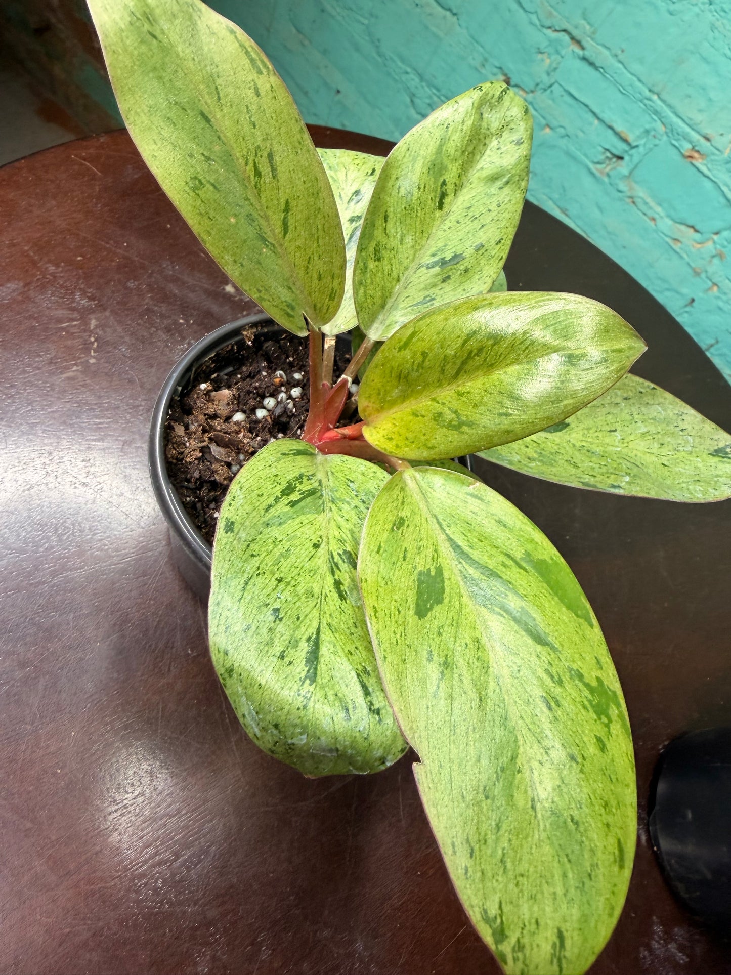 Philodendron ‘Congo Mint Marble’ 4”