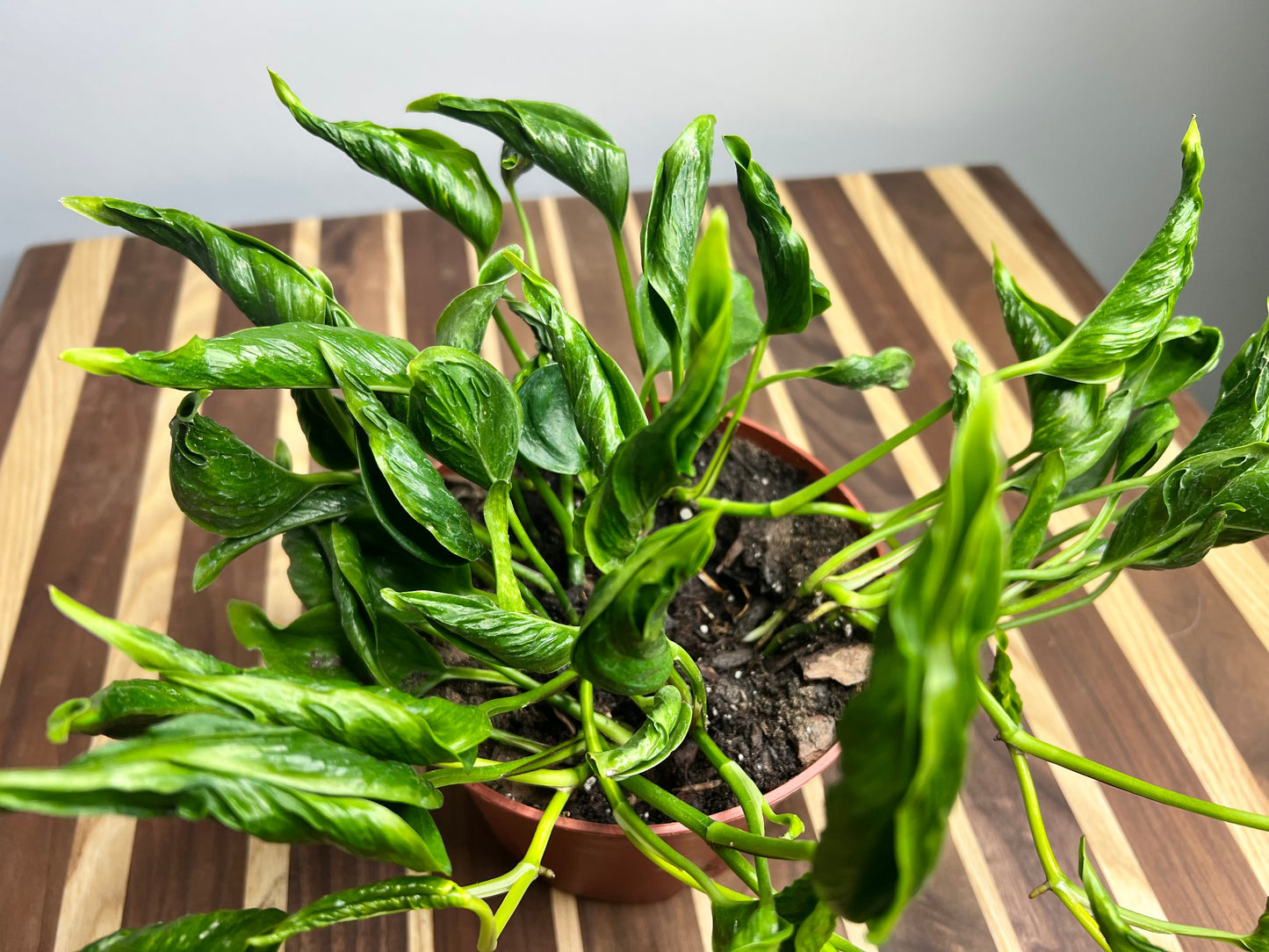 Pothos Shangri La (Sleeping Pothos) 6”