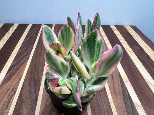 Jade- Variegated 3”