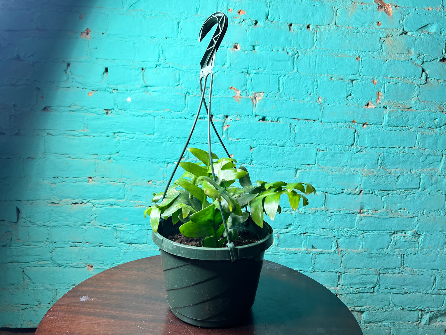 Fern Leaf Cactus 8” basket