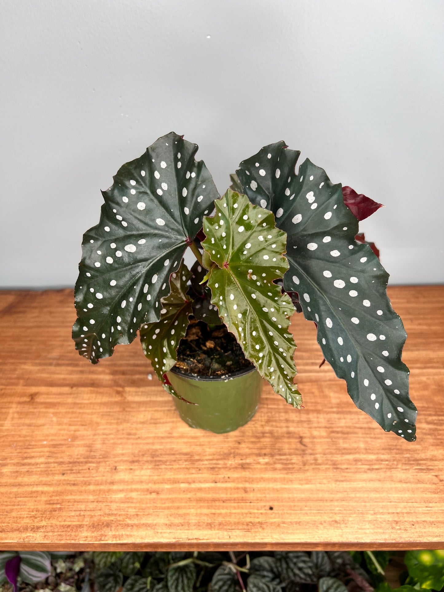 Begonia Dark Forest 5”