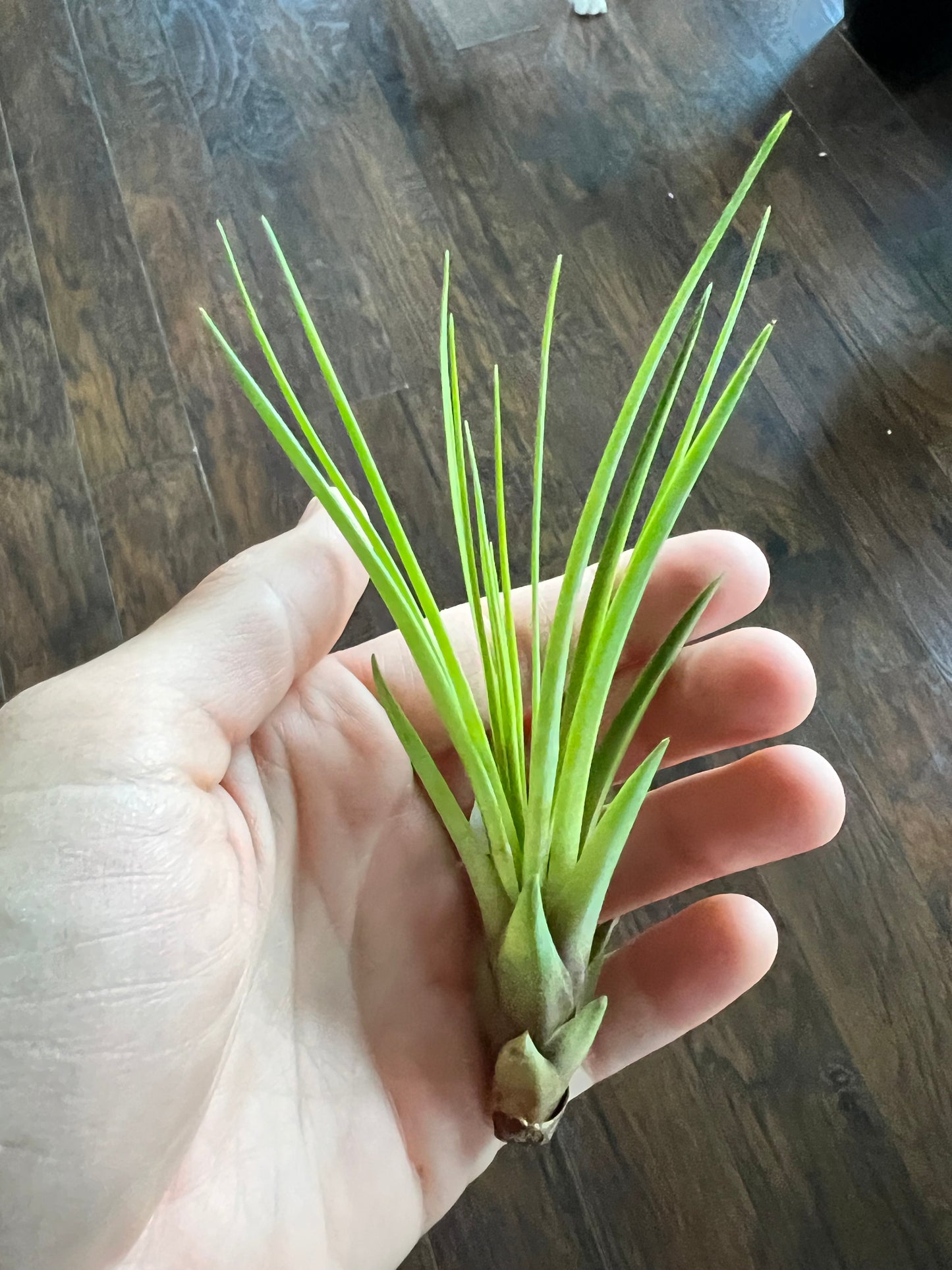 Air plants