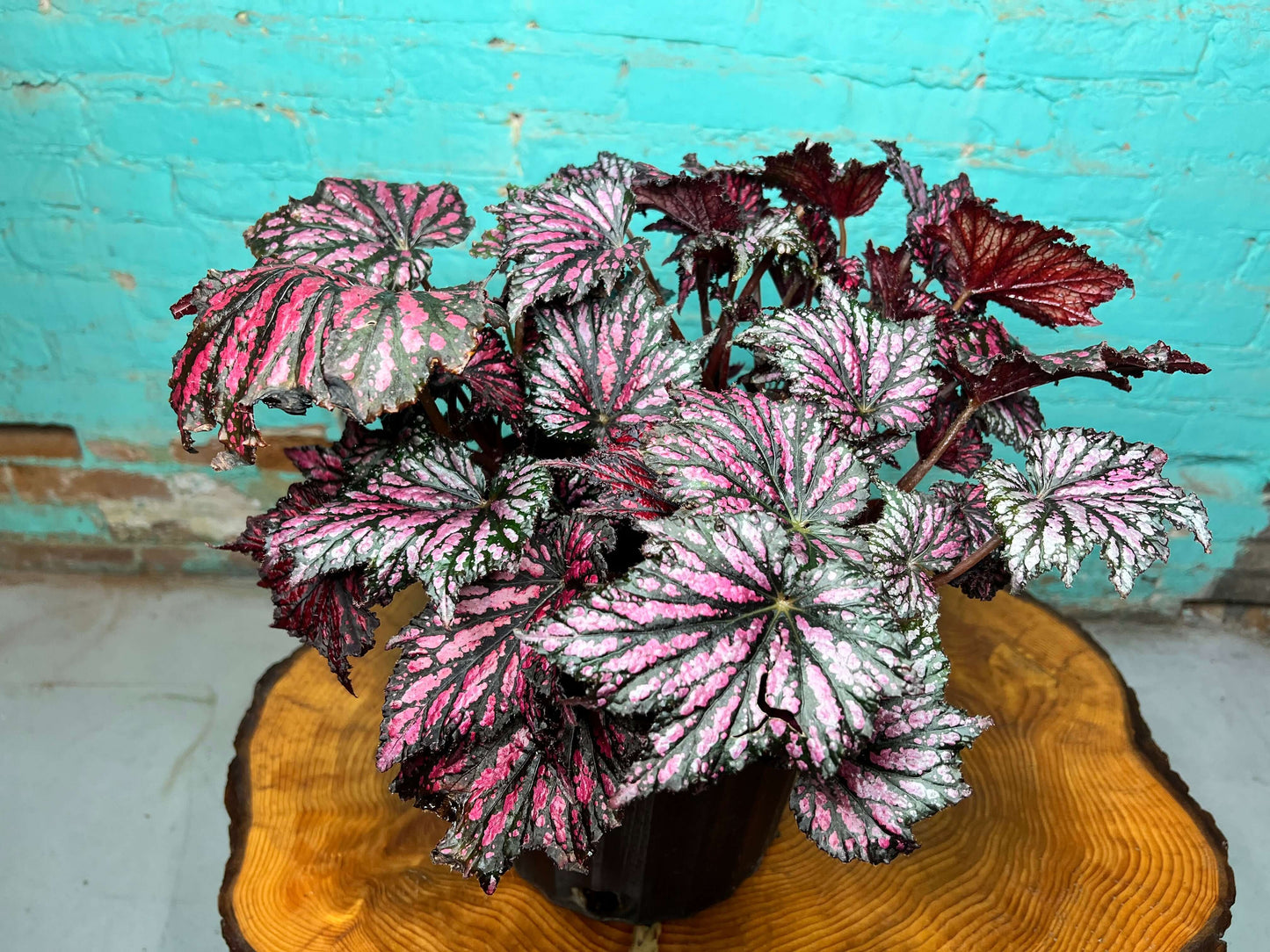 Rex begonia 10” plant featuring bold leaves in green, silver, purple, and burgundy.